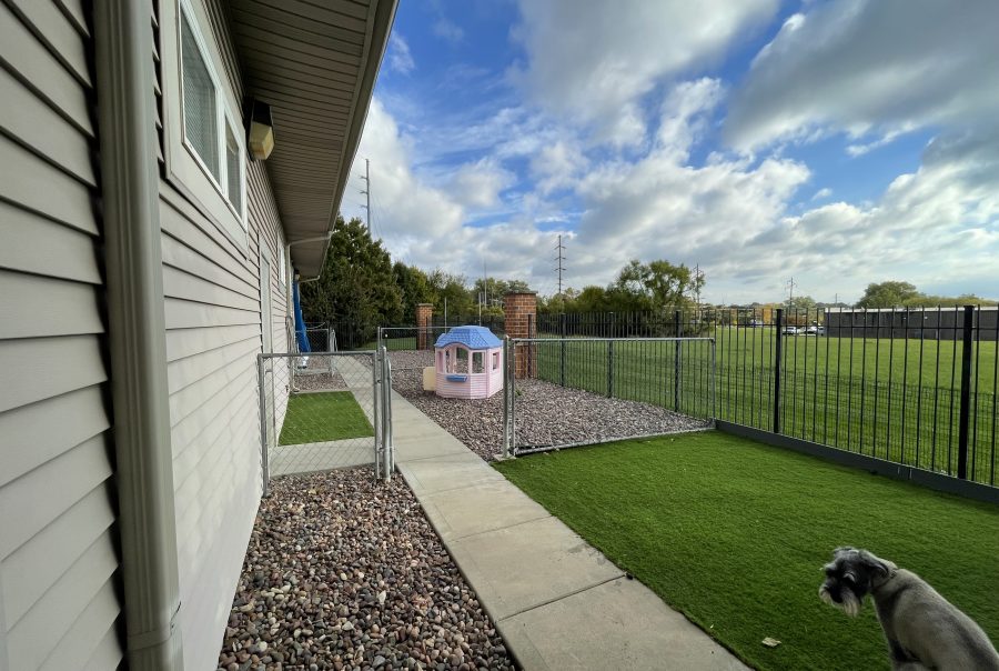 Schnauzer in grassy gated yard