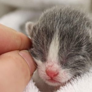 A tiny grey and white kitten named Albus