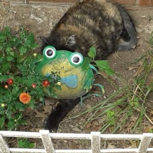 A black and orange striped cat named Annie hiding behind a frog garden decoration