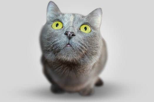 A grey cat with bright green eyes looking up at the camera