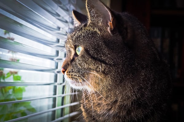A close up of a brown and tan cat looking through window blinds