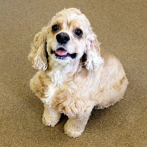 A beige cocker spaniel named Bailey sitting like a good boy