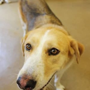 A large beige, white and black dog named Bailey