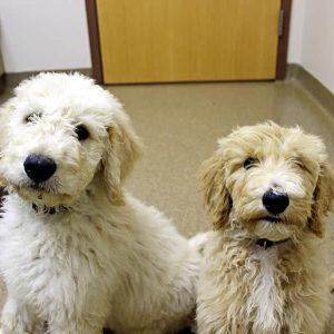 Two fluffy white dogs named Brody and Willy