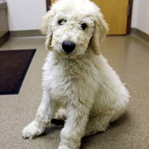 A cute white fluffy dog named Brody