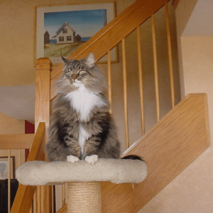A fluffy grey and black cat with a white tummy named Brownie. Brownie is sitting majestically on the top of a cat tower