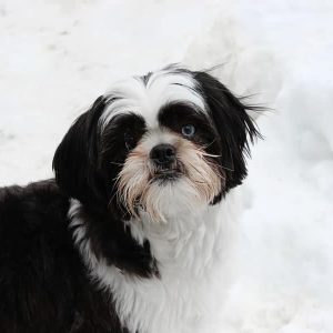 A small white and black dog with light blue eyes enjoying the snow