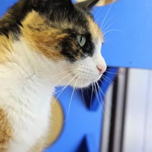 A calico cat with blue eyes named Calli. Calli is enjoying staying in the cat boarding