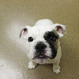 A white, and black french bull dog named Chumlee looking up at the camera
