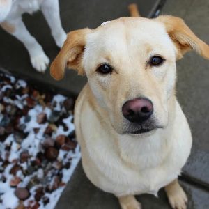 A yellow Labrador retriever looking up at the camera