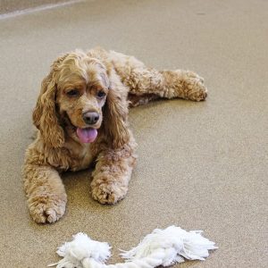 A beige cocker spaniel named Dakotal laying down next to a white rope toy.