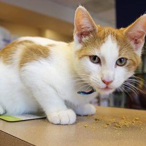 A white and orange cat named Felix sitting on the front desk eating some yummy treats