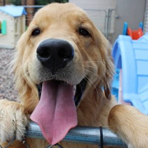 A very happy golden retriever named flynn enjoying the doggie daycare