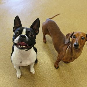 A white and black Boston terrier and a brown dachshund. The Boston terrier is giving the camera a big smile. The dogs are named Gracie and Scout