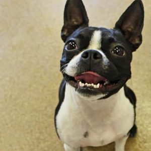 A white and black Boston terrier. The Gracie is giving the camera a big smile.
