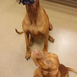 Two large tan dogs, one with a black muzzle looking up at the camera. The dogs are named Gus and Gutherie