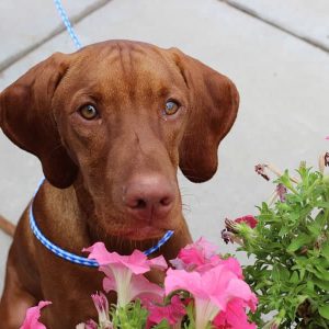 A tan vizsla dog with brown eyes named Gus sitting outside with pink flowers