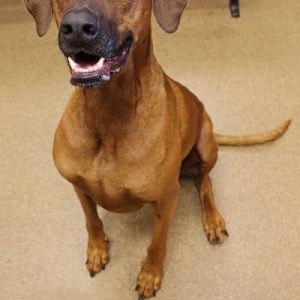 A tan dog with a black muzzle smiling at the camera. Dog is named Guntherie