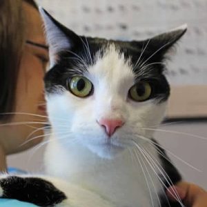 A white and black cat with green eyes named Hank