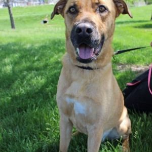 A large beige and white dog named Hank sitting in the grass