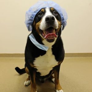 A large black, tan dog with a white tummy having fun dressed up as a surgeon