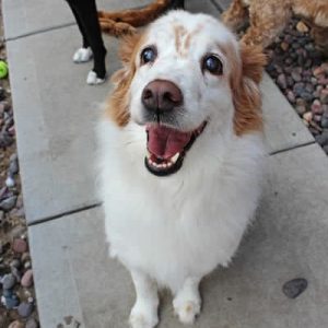 A large white dog with brown ears named Lady. Lady is smiling at the camera and enjoying the doggie daycare
