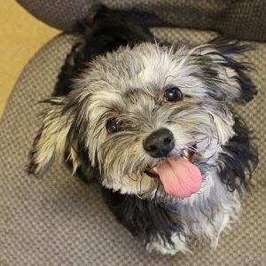 A funny and cute tiny dog named Leslie. Leslie is white, grey and black and is smiling up at the camera with her tongue out
