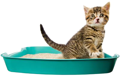 A tan and brown striped kitten using the litter box
