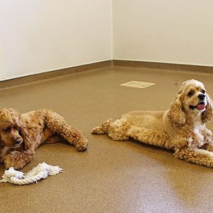Two beige cocker spaniels laying down after playing.