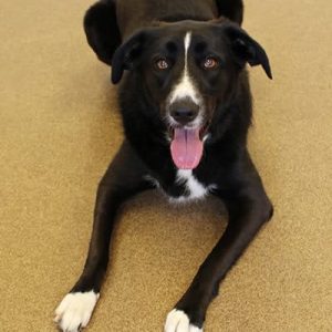 A black and white border collie named Maddy laying down after having fun playing