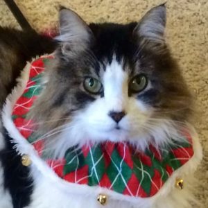 A fluffy grey and white cat with green eyes named Millie. Millie is wearing a fancy green and red collar with bells on it.