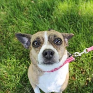 A white and tan dog named Minnie standing on her hind legs to look at the camera