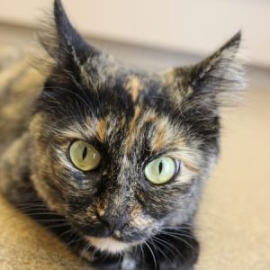 A calico cat with green eyes named Molly