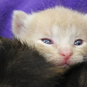 A tiny orange kitten with orange eyes named Neville
