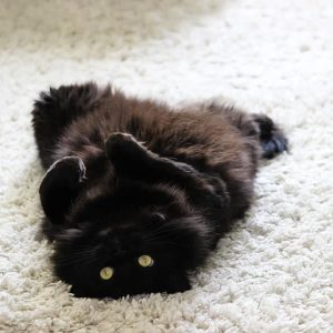 A black fluffy cat with yellow eyes named Onyx. Onyx is laying on his back with his belly in the air