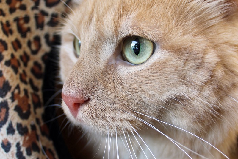 A close up of an orange cat named Ozzie. Ozzie has green eyes and is sitting in a leopard print bed