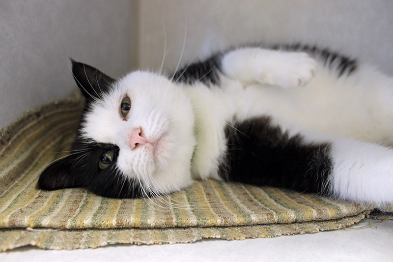 A black and white cat with a pink nose named Phantom. Phantom is laying on his side in his bed