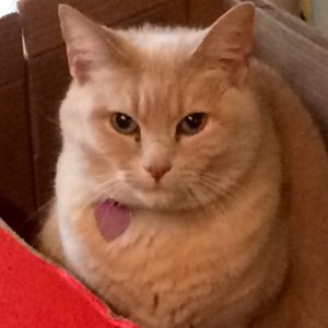 An orange cat with green eyes named Phoebe sitting down in a box