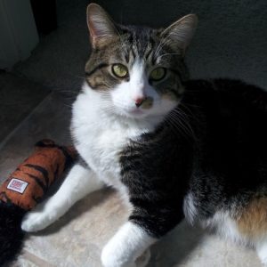 A grey and black striped cat named Quinn playing with some toys on the ground