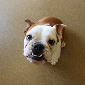 A white and tan french bulldog named Remi looking up at the camera. Remi has a very pronounced under bite.