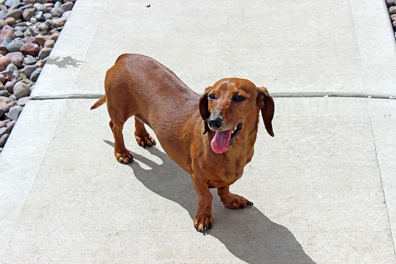 A red/ brown dachshund with his mouth open and his tongue out named Scout
