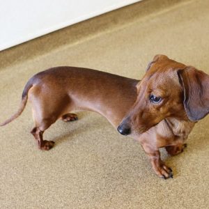 A brown dachshund named Scout