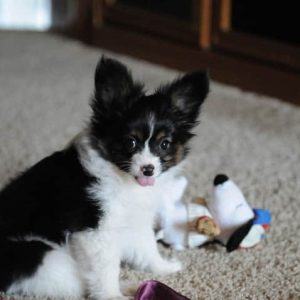 A tiny fluffy back and white dog playing with a snoopy toy