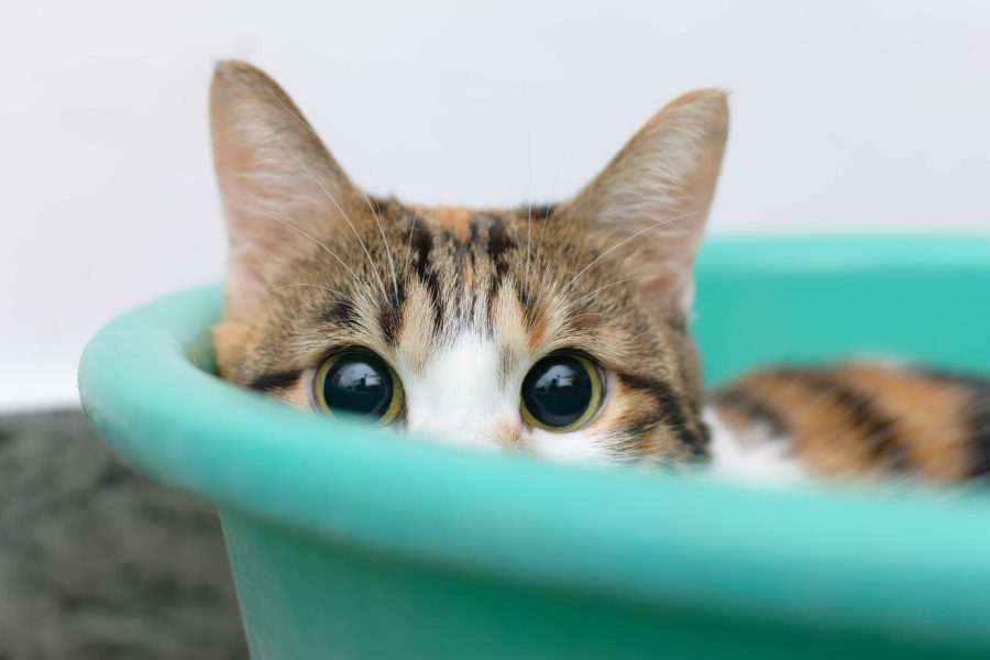 A brown, white and orange cat with green eyes laying in a blue plastic bucket